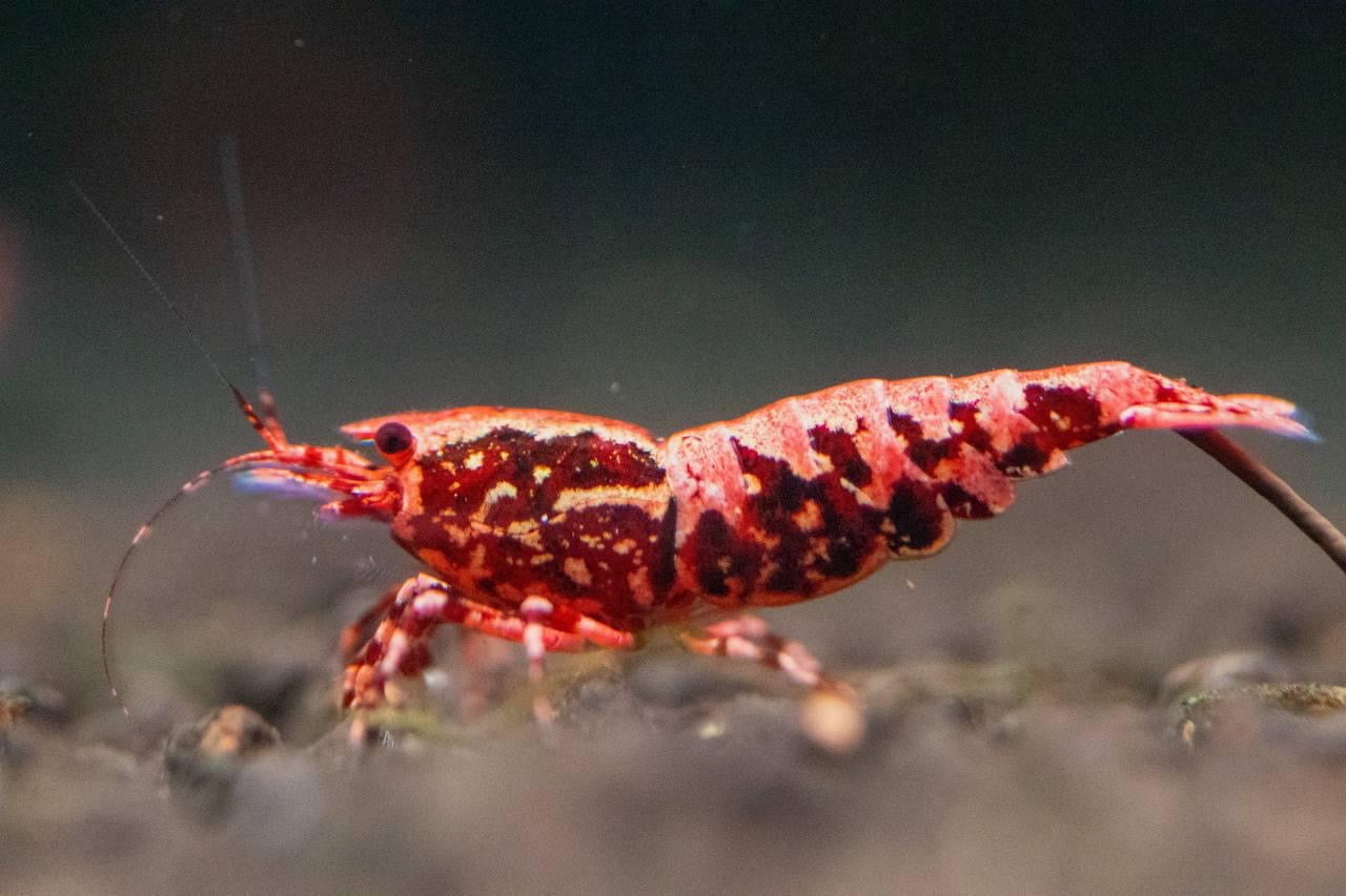 Sunset BOA x Stardust (TMJ Lineage)