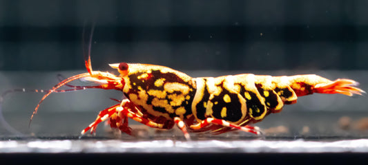 Red Stardust X BOA (TMJ Lineage)