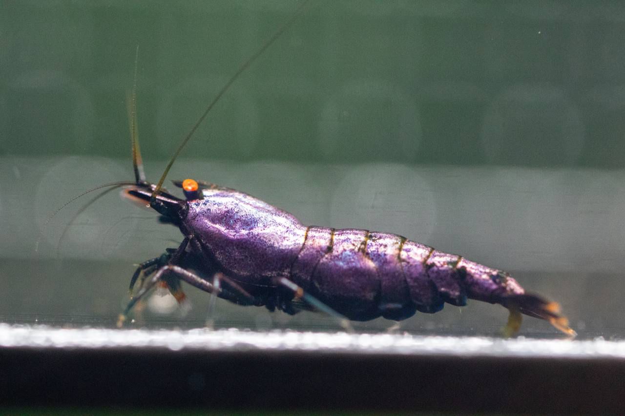 Purple OE (TMJ Lineage)
