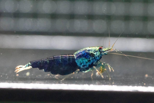 Ocean Blue (TMJ Lineage)