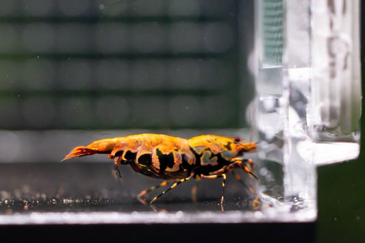 Orange Based BOA (TMJ Lineage)