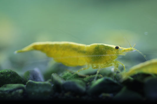 Yellow Shrimp