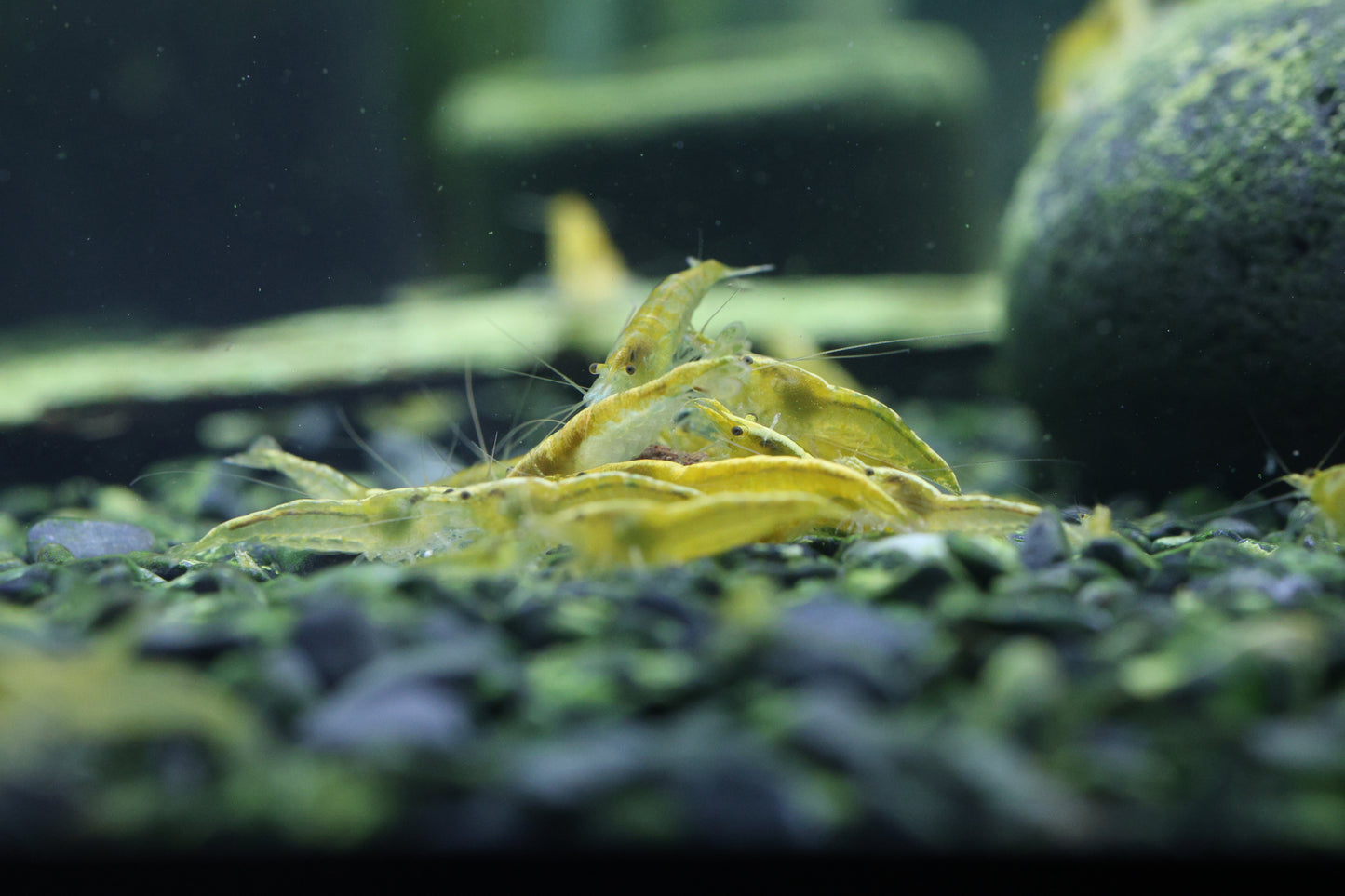 Yellow Shrimp