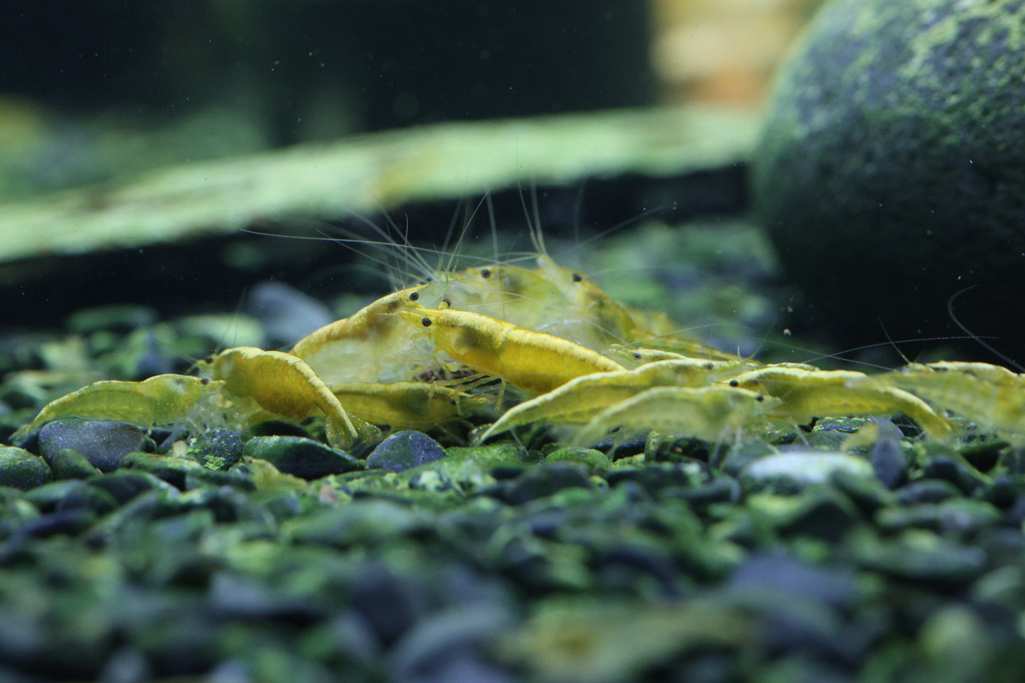 Yellow Shrimp