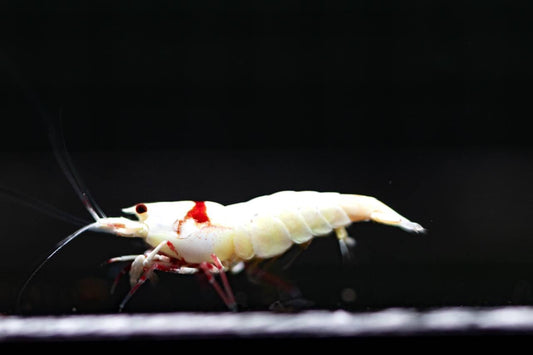 Pure Red Line Smiley (TMJ Lineage)