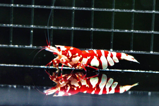 Red Fancy Tiger (TMJ Lineage)
