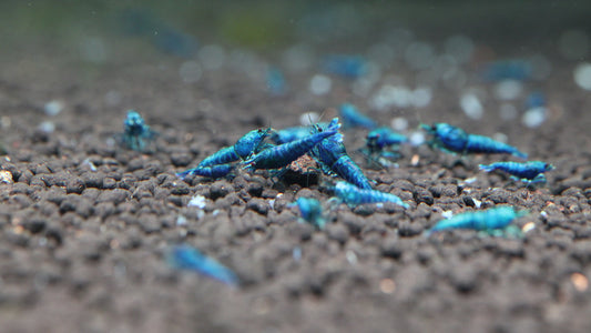 Deep Blue Bolt (TMJ Lineage)