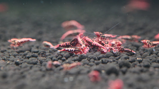 Sunset BOA x Stardust (TMJ Lineage)