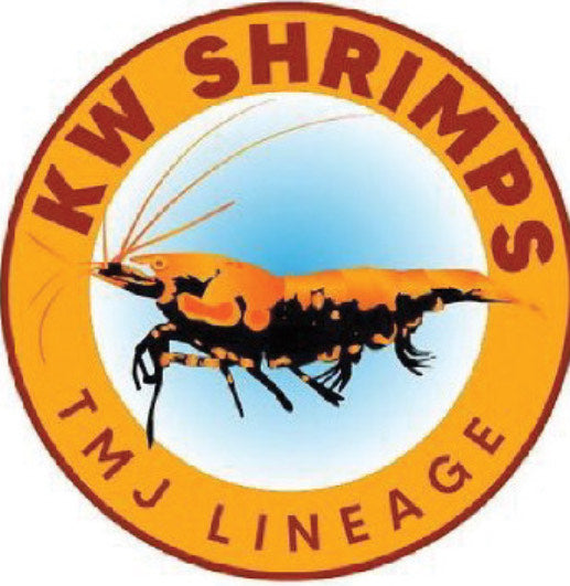 KW Shrimps - TMJ Lineage