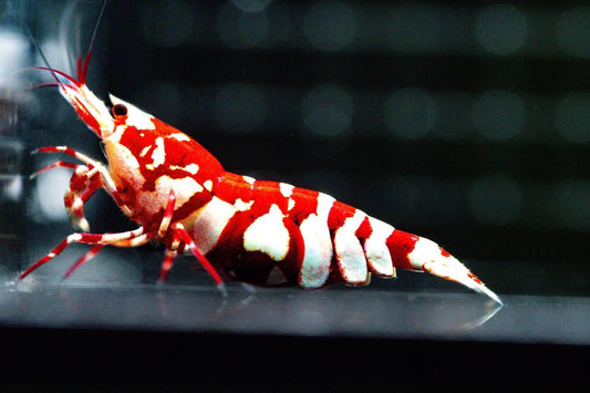 Red Fancy Tiger (TMJ Lineage)