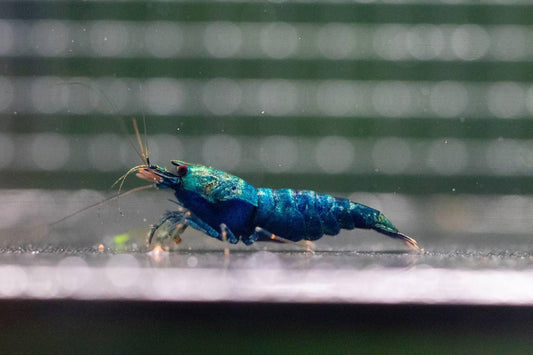 Deep Blue Bolt (TMJ Lineage)