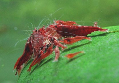 Bloody Mary Shrimp