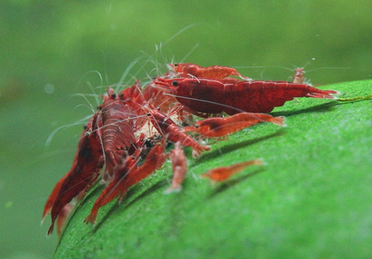 Bloody Mary Shrimp