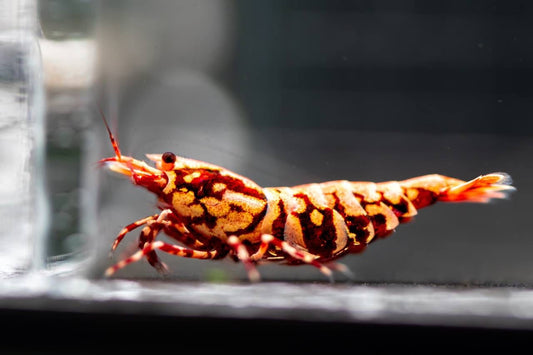 Red Stardust X BOA (TMJ Lineage)
