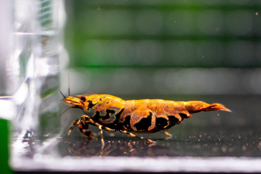 Orange Based BOA (TMJ Lineage)