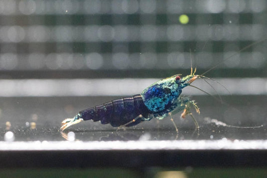 Ocean Blue (TMJ Lineage)