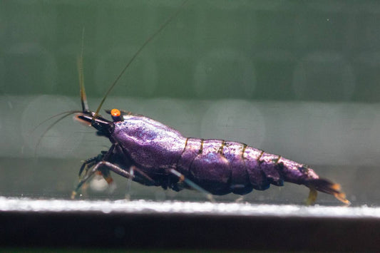 Purple OE (TMJ Lineage)