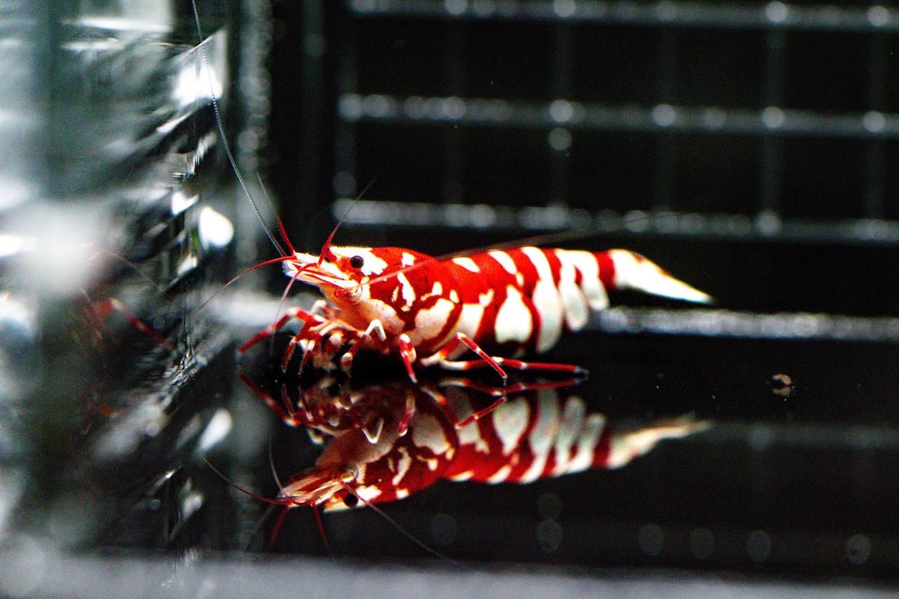 Red Fancy Tiger (TMJ Lineage)