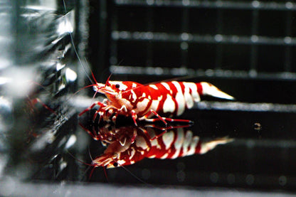 Red Fancy Tiger (TMJ Lineage)