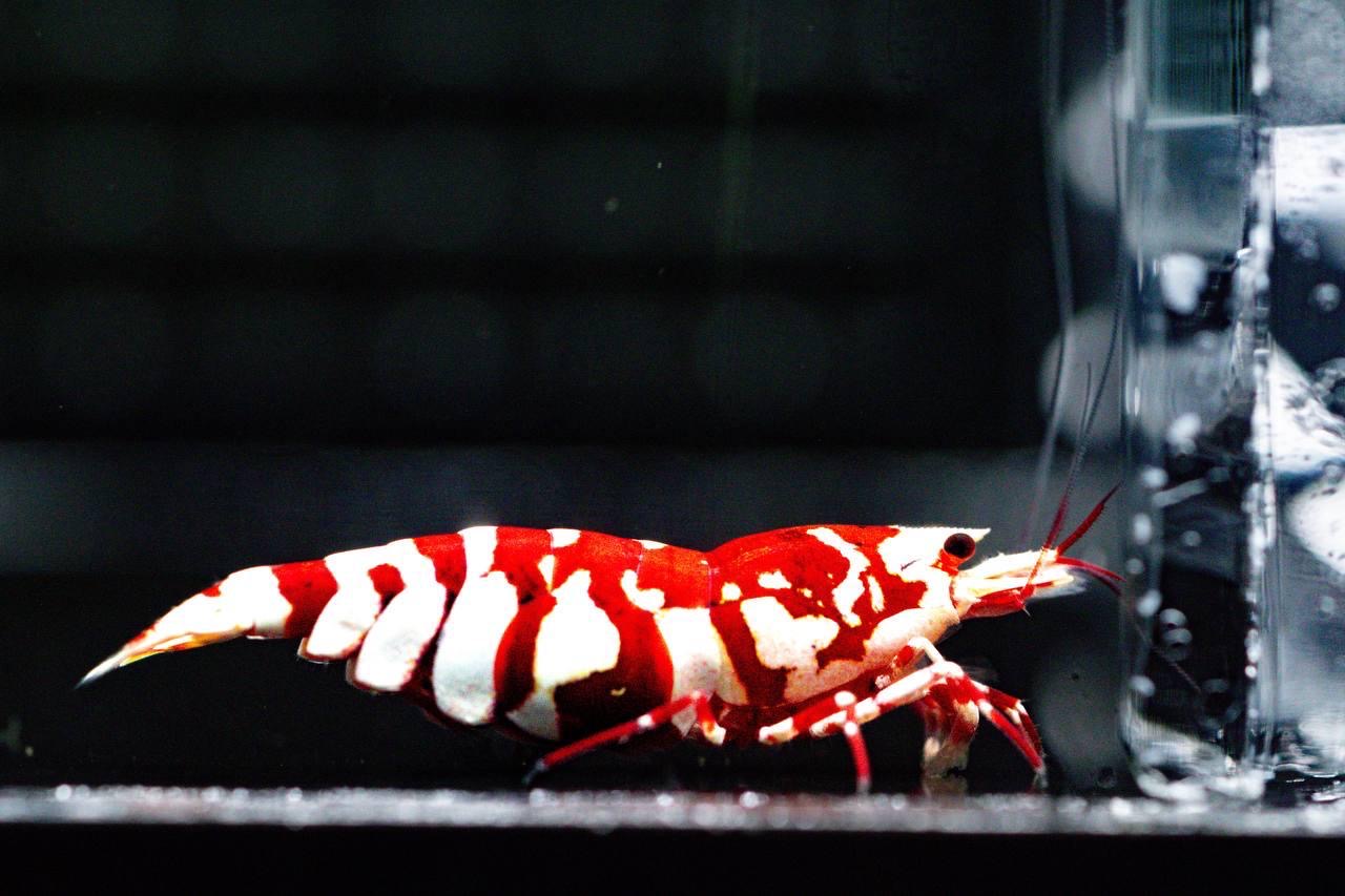 Red Fancy Tiger (TMJ Lineage)