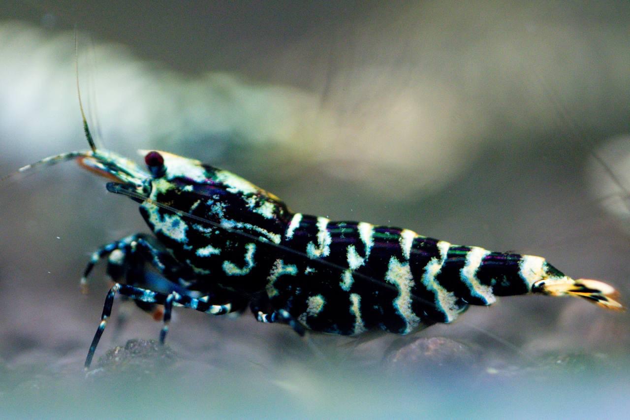 Galaxy Tiger (TMJ Lineage)