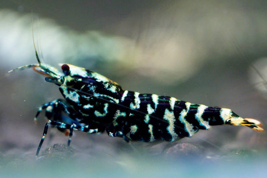 Galaxy Tiger (TMJ Lineage)