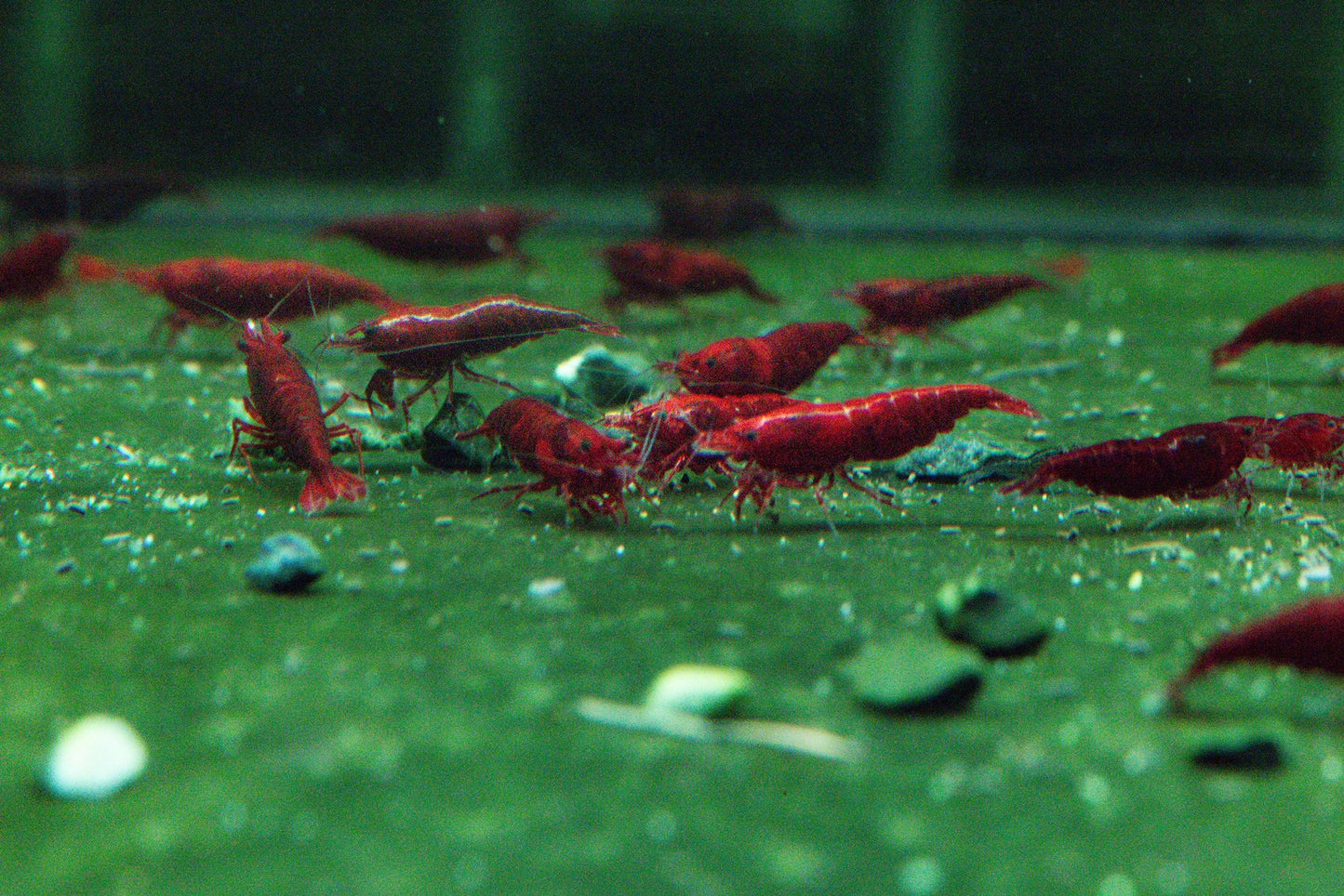 Bloody Mary Shrimp