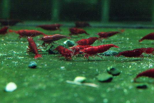 Bloody Mary Shrimp