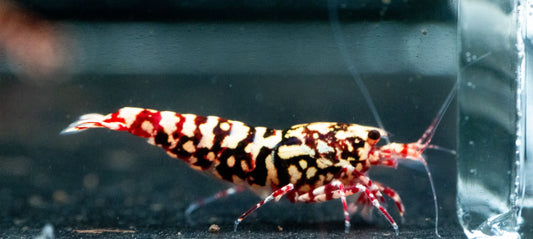 Zebra Galaxy Stardust (TMJ Lineage)
