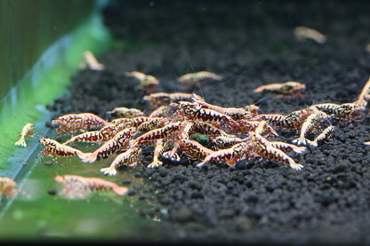 Red Stardust X BOA (TMJ Lineage)