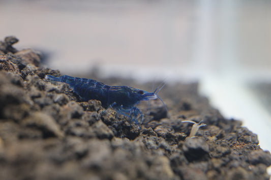 Blue Dream