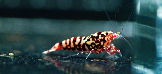 Zebra Galaxy Stardust (TMJ Lineage)