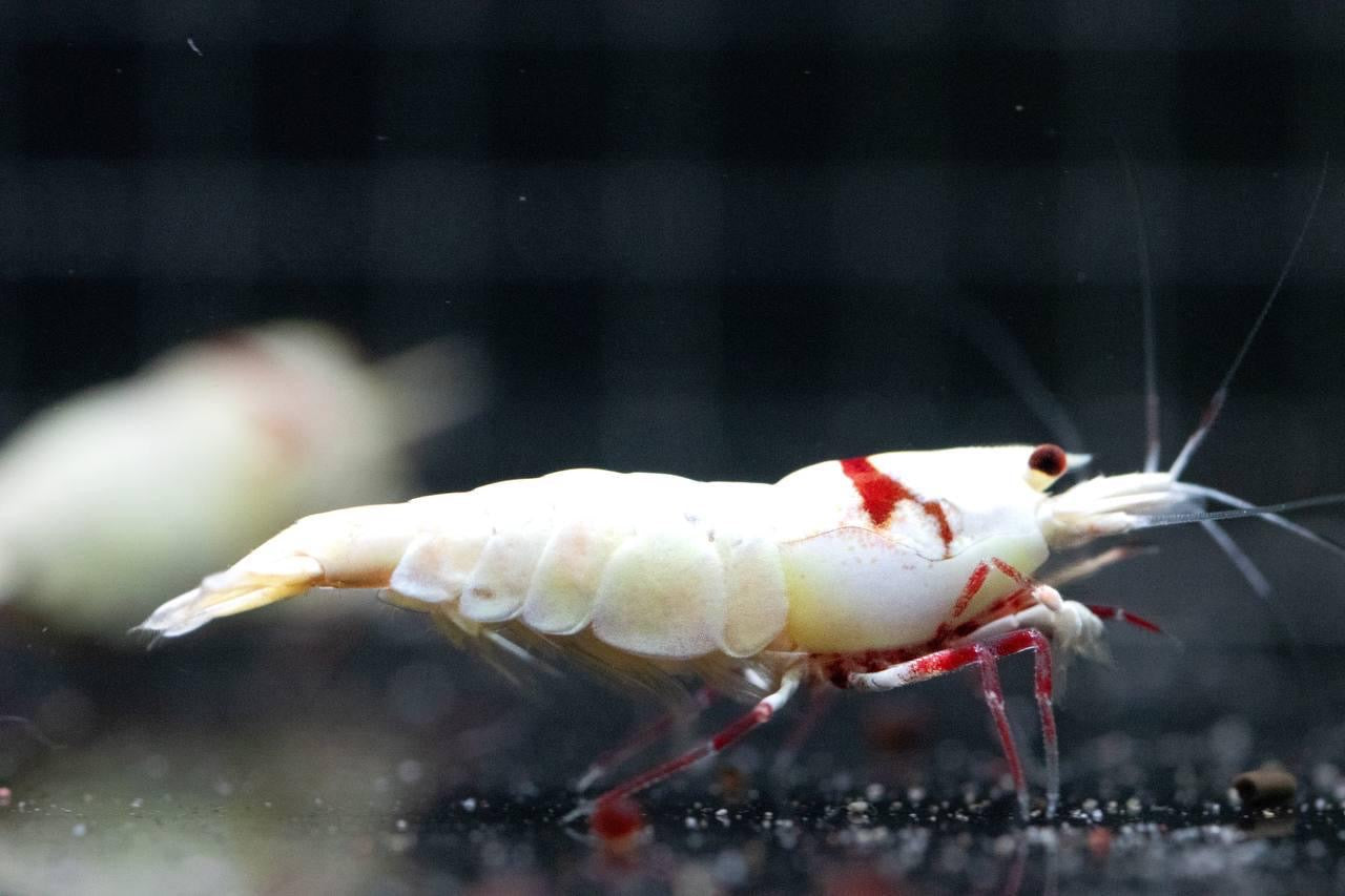 Pure Red Line Smiley (TMJ Lineage)