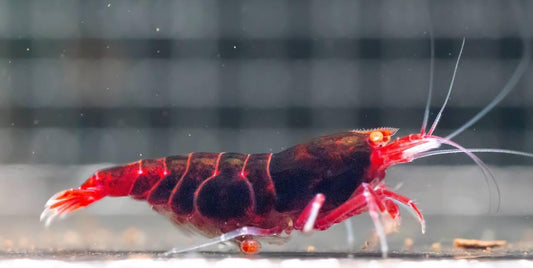 OE Red Devil