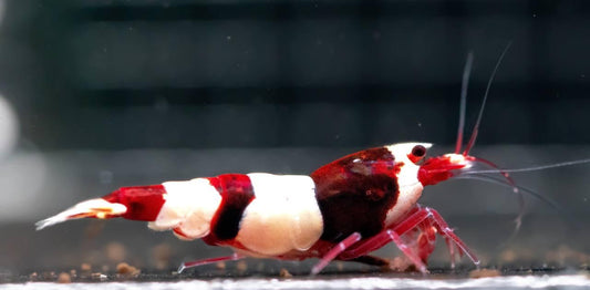Wine Red (TMJ Lineage)