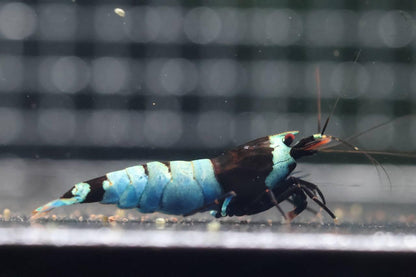 Black King Kong (TMJ Lineage)