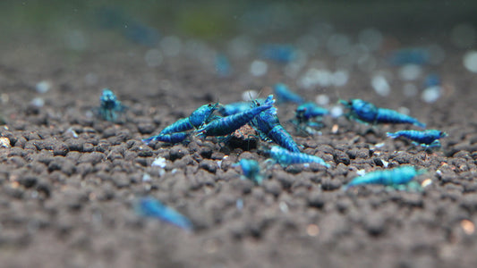 Deep Blue Bolt (TMJ Lineage)