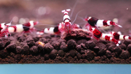 Wine Red (TMJ Lineage)