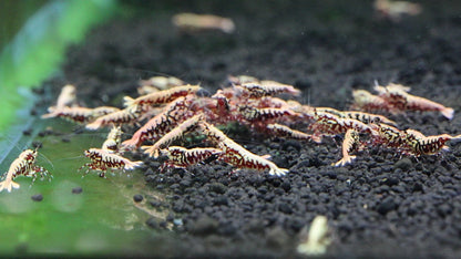 Red Stardust X BOA (TMJ Lineage)