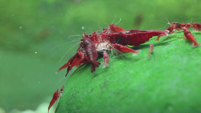 Bloody Mary Shrimp