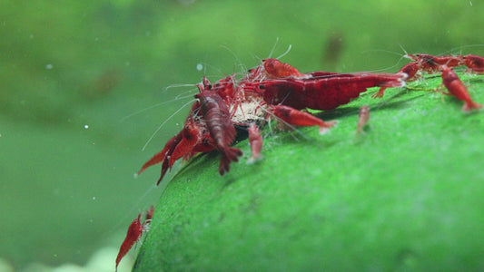 Bloody Mary Shrimp
