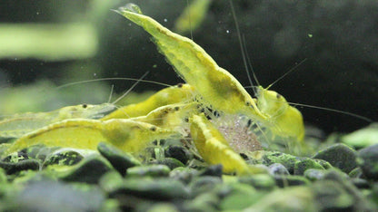 Yellow Shrimp
