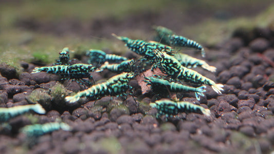 Wicked Stardust (TMJ Lineage)