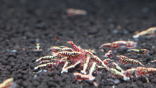 Red Stardust (TMJ Lineage)