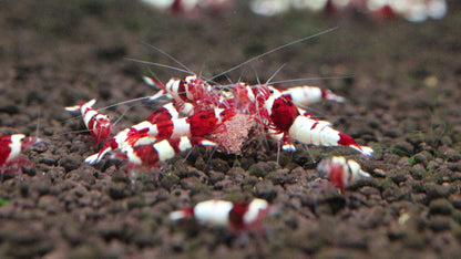 Wine Red (TMJ Lineage)
